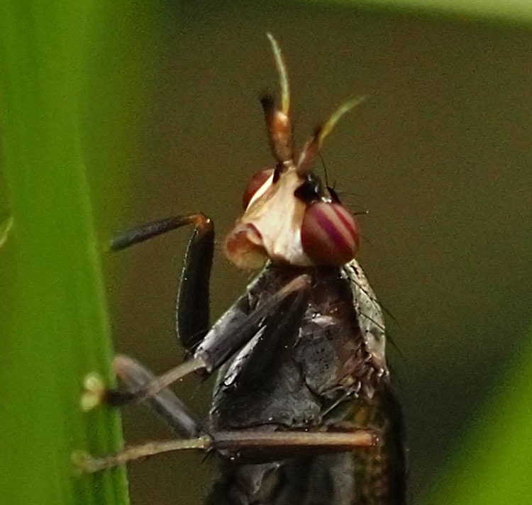 Melierte Schneckenfliege, Coremacera marginata